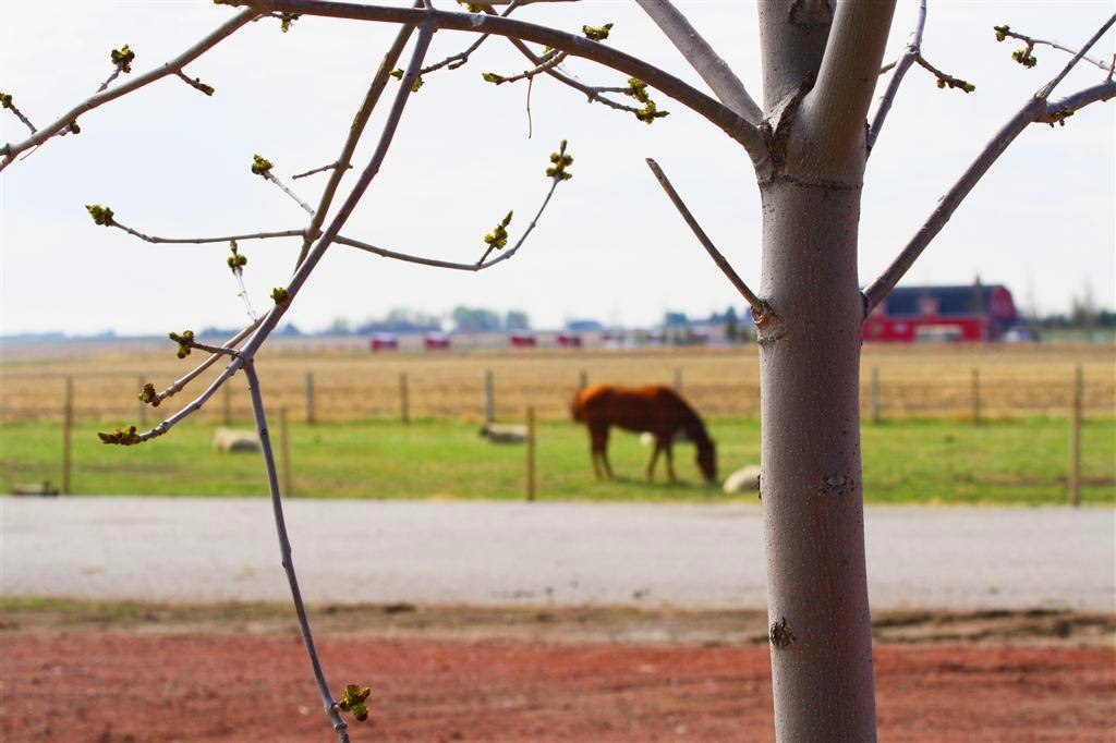 Elbas Farms Vacation Cottages and RV Park | Howe Rd, Lethbridge, AB T1J 5P9, Canada | Phone: (403) 329-8181
