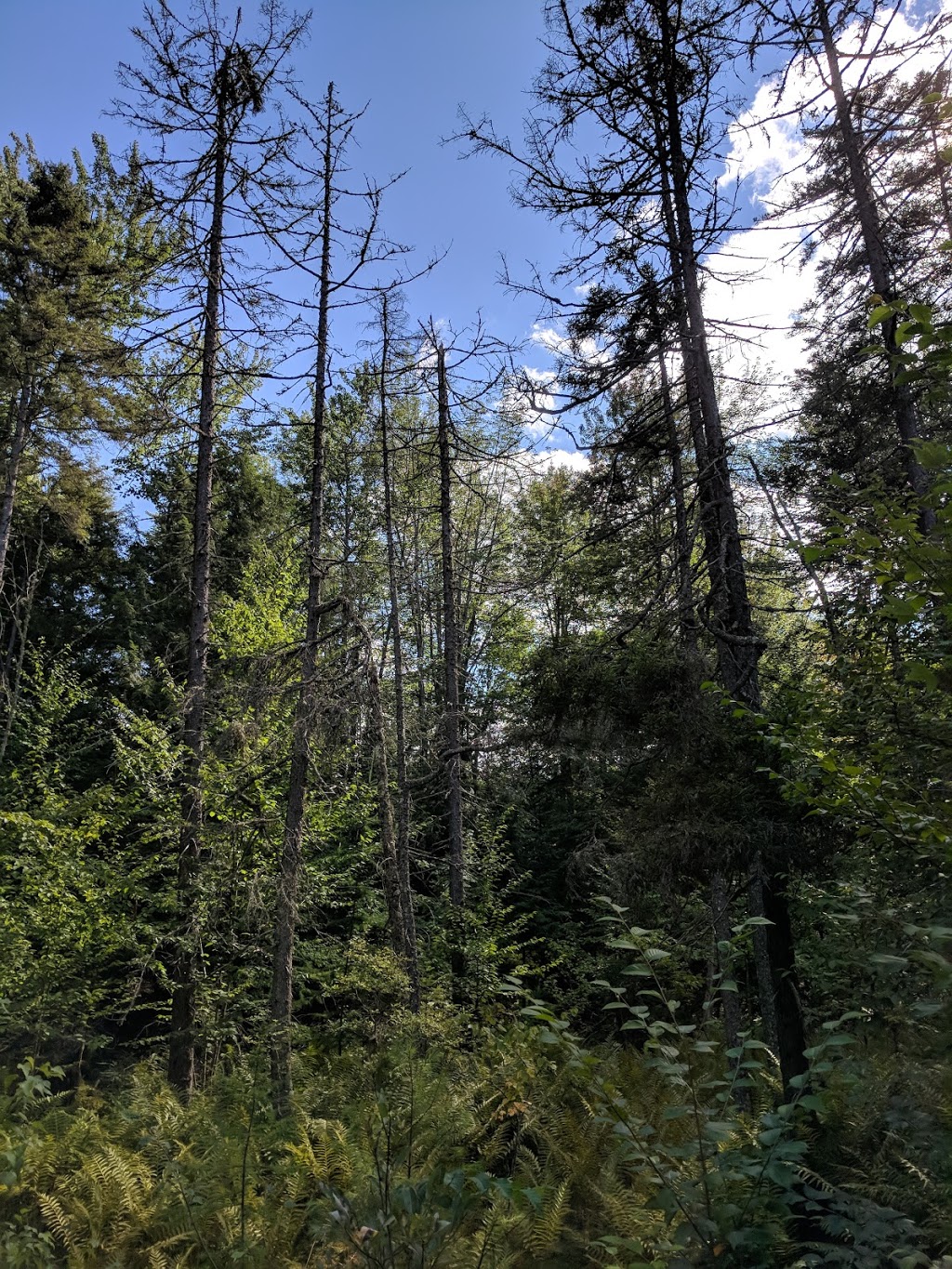 Parc écoforestier de Johnville | 3999 Chemin North, Cookshire-Eaton, QC J0B 1M0, Canada | Phone: (819) 566-5600