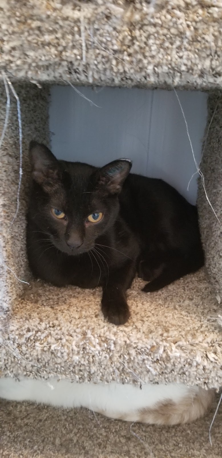 Pincher Creek Humane Society | 1086 Kettles St, Pincher Creek, AB T0K 1W0, Canada | Phone: (403) 627-5191