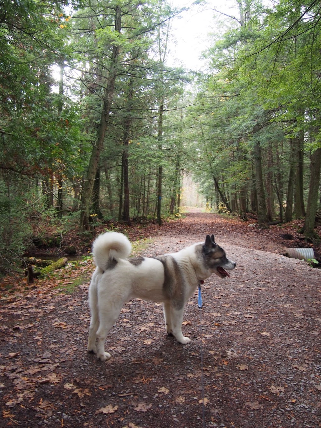 Hollidge Tract Accessible Trail | 16389 ON-48, Whitchurch-Stouffville, ON L4A 7X4, Canada