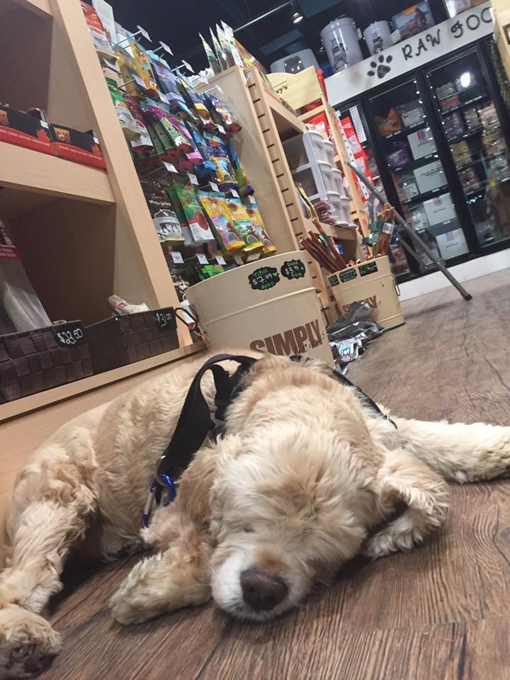 Bone & Biscuit | 131 Century Crossing #116, Spruce Grove, AB T7X 0C8, Canada | Phone: (780) 960-6688