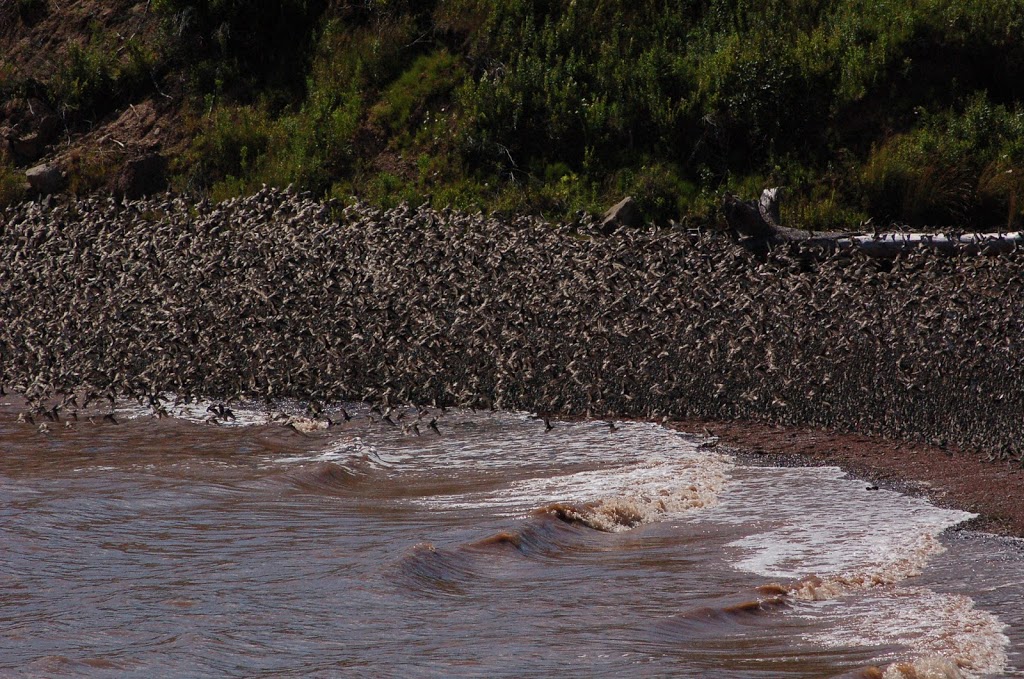 Johnsons Mills Shorebird Interpretive Centre | Johnsons 3K8, Dorchester Cape Rd, Johnsons Mills, NB E4K 3N7, Canada | Phone: (506) 379-6347