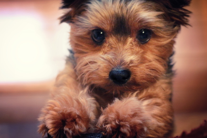 DMV Veterinary Center | 2300 54e Av, Lachine, QC H8T 3R2, Canada | Phone: (514) 633-8888