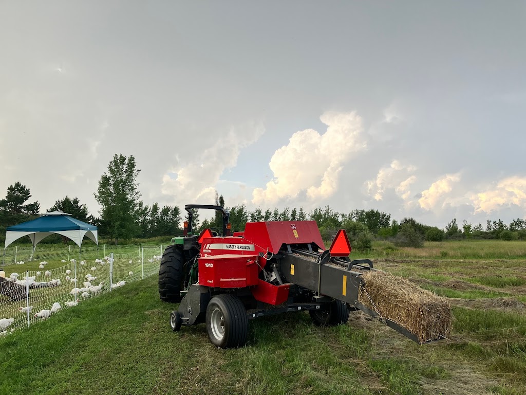 Gibson Farm | Box 10 Grp 180 RR1, Beausejour, MB R0E 0C0, Canada | Phone: (204) 265-3646