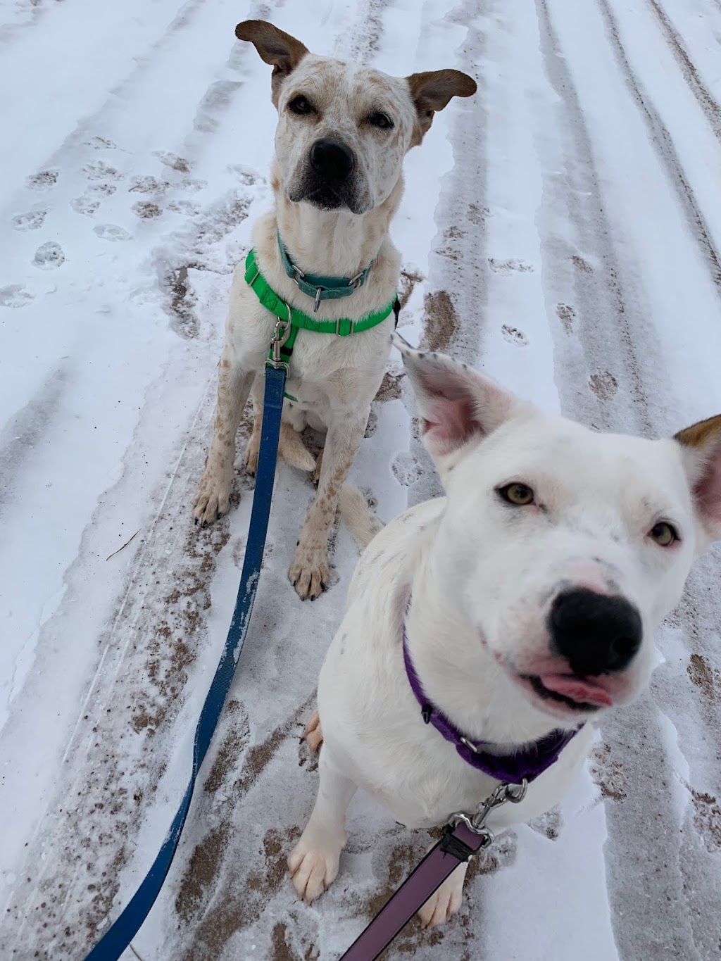 Happy Pack Dog Walking | 22 Tatlock Ln, Rice Point, PE C0A 1H6, Canada | Phone: (705) 391-8411