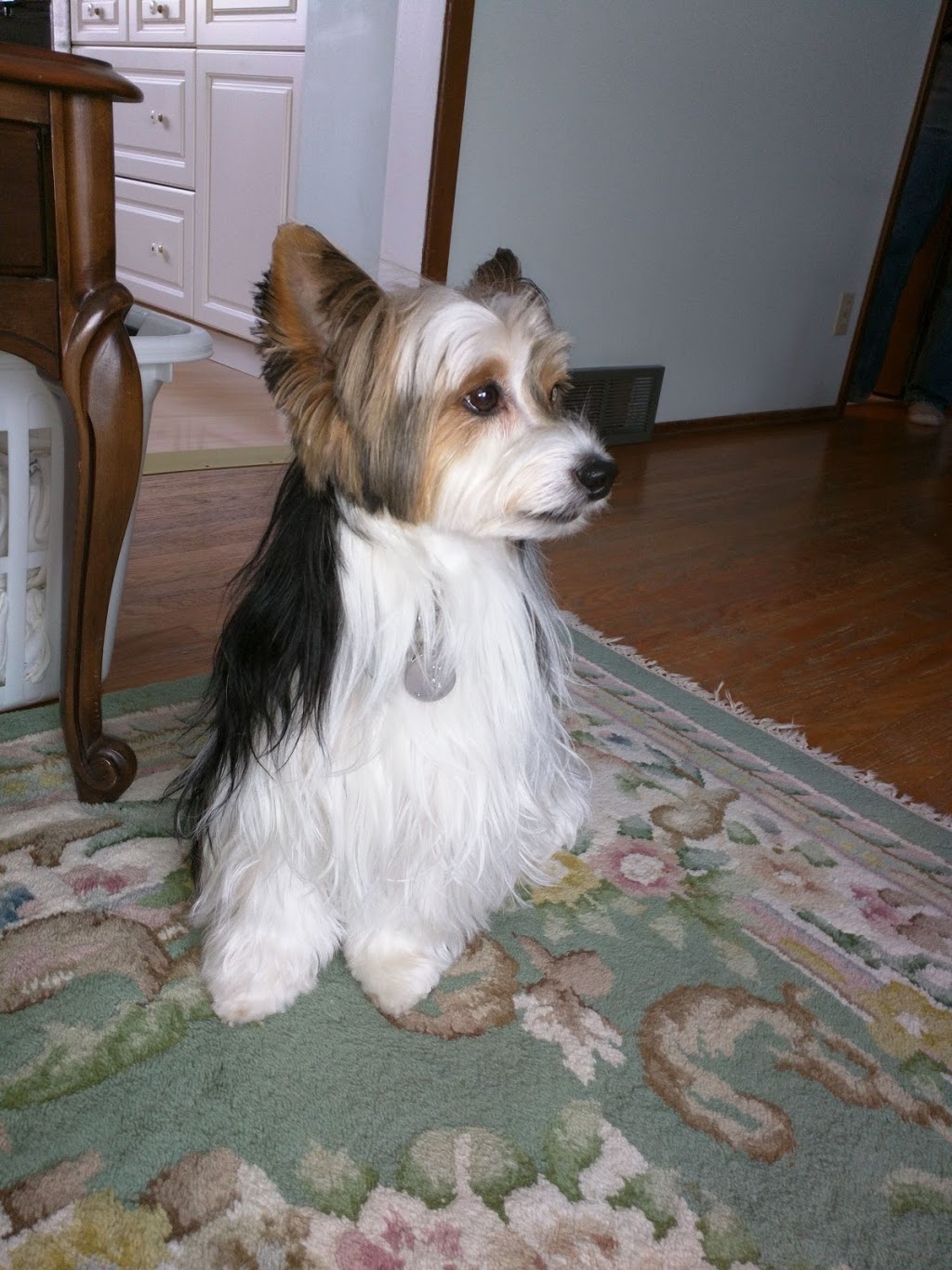 Woofs n Wags Dog Daycare | 491 St Annes Rd, Winnipeg, MB R2M 3C8, Canada | Phone: (204) 255-9247