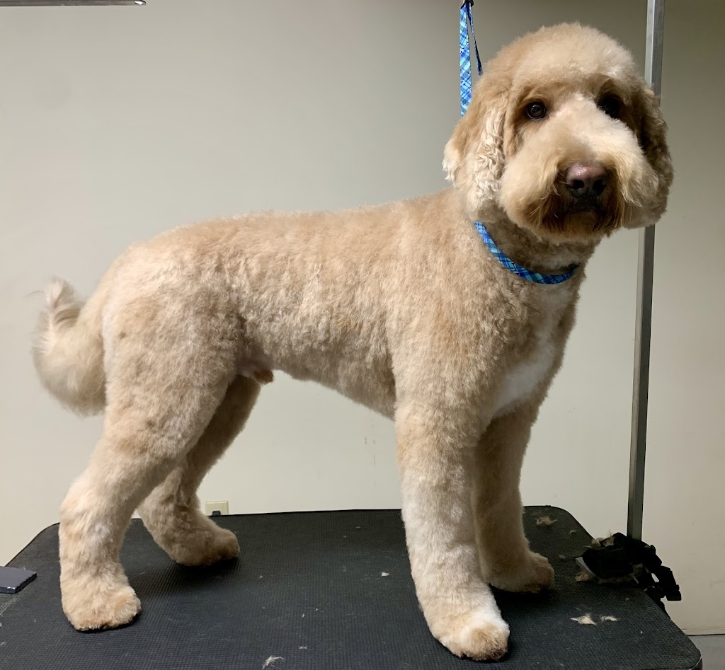 Pawsitive Pet Salon | 3422 Rd 164, Fullarton, ON N0K 1H0, Canada | Phone: (226) 220-2437