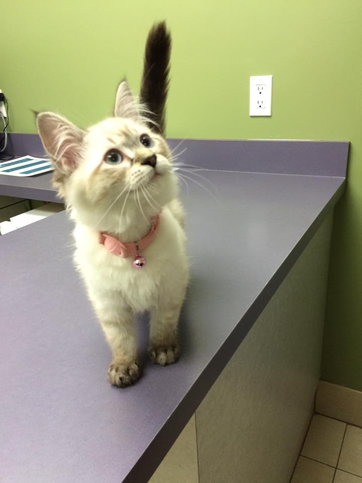 Dean Veterinary Hospital | 10435 Islington Ave, Kleinburg, ON L0J 1C0, Canada | Phone: (905) 893-7068