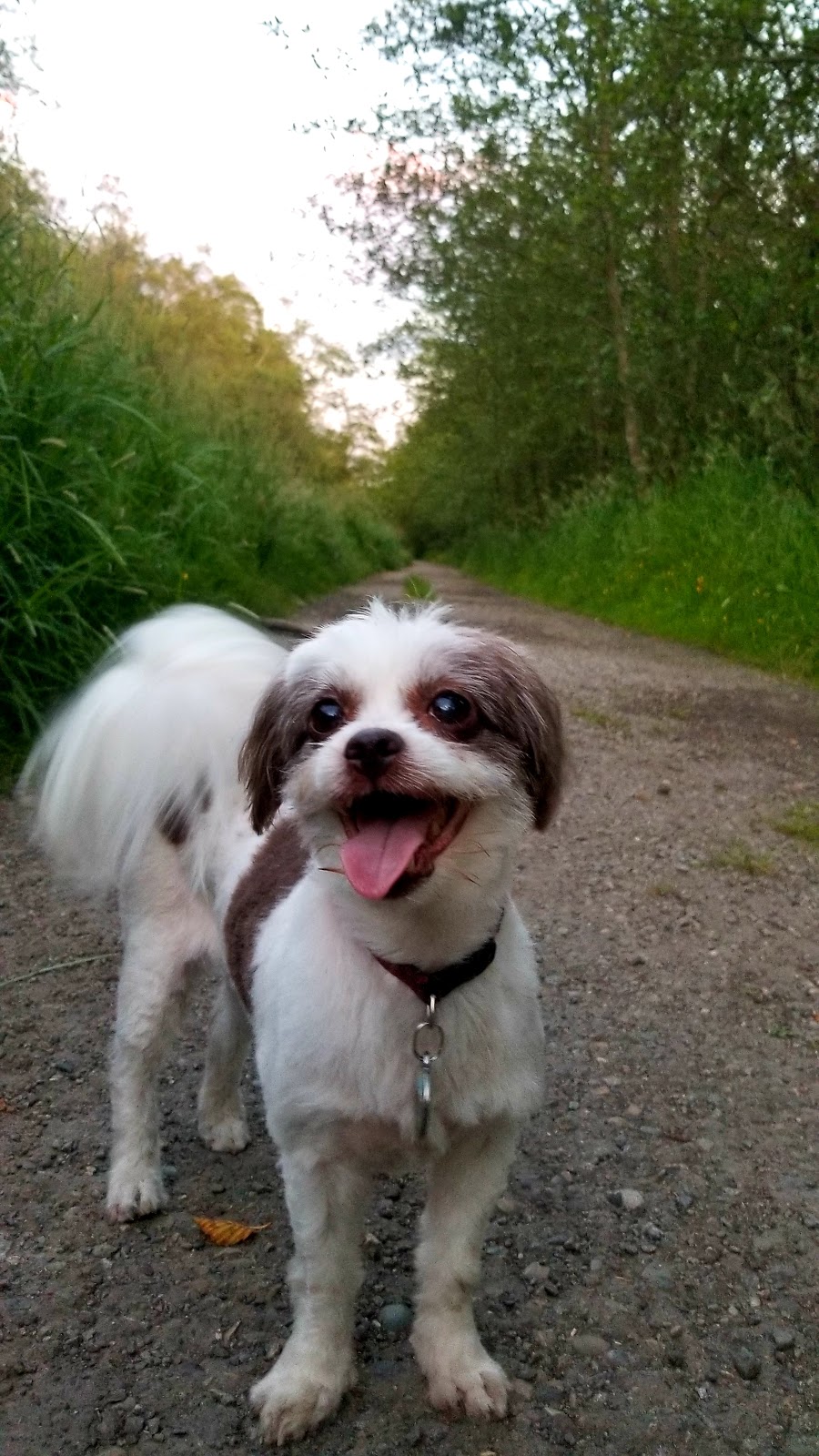 Cedar Hills Pet Supplies & Grooming | 12859 96 Ave, Surrey, BC V3V 6V9, Canada | Phone: (604) 583-9335