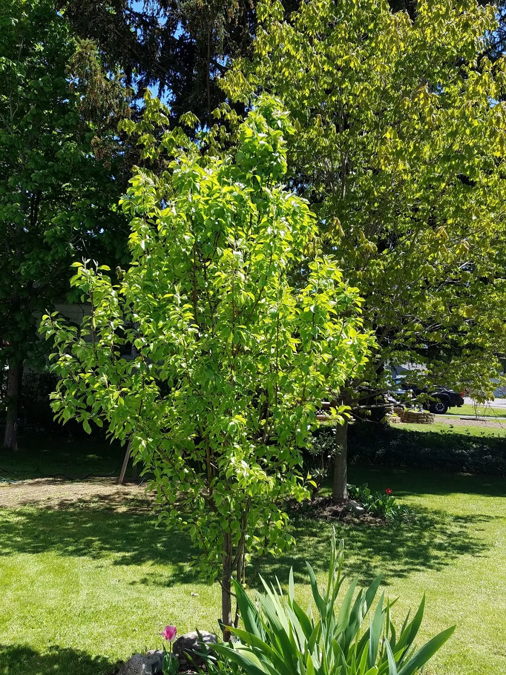 Turnbull Nursery Inc & Garden Center | 10036 Versailles Plank Rd, North Collins, NY 14111, USA | Phone: (716) 337-2248