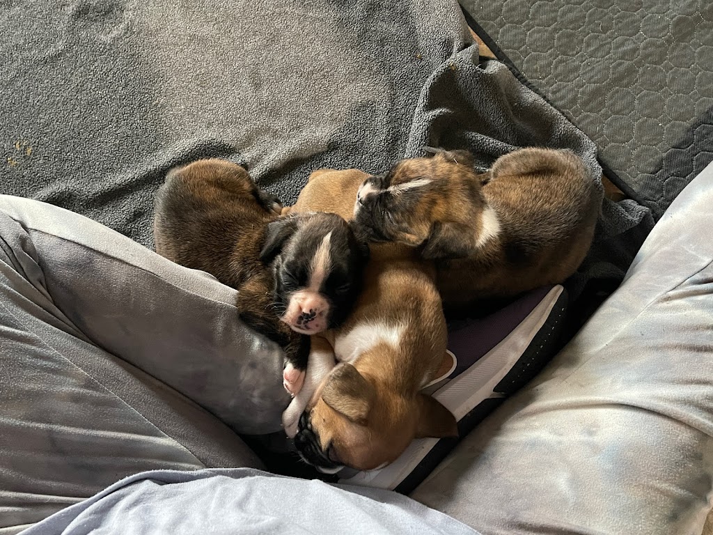 Ciciboxerpups | 12826 Lakeshore Rd, Wainfleet, ON L0S 1V0, Canada | Phone: (226) 934-8310