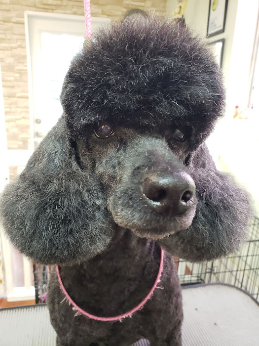 Fetching Fur Dog Grooming | 34517 Pearl Ave, Abbotsford, BC V2S 2V7, Canada | Phone: (604) 853-3647