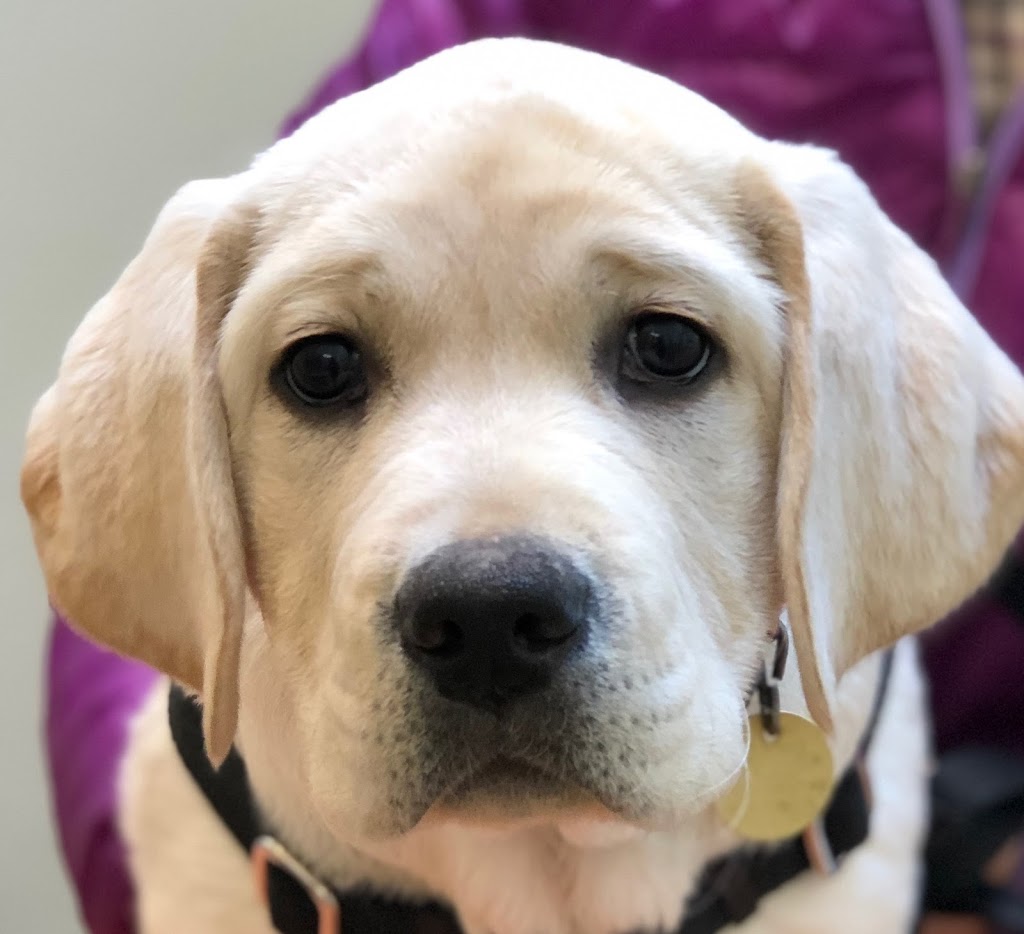Orcas Veterinary Service | 429 Madrona St, Eastsound, WA 98245, USA | Phone: (360) 376-6373