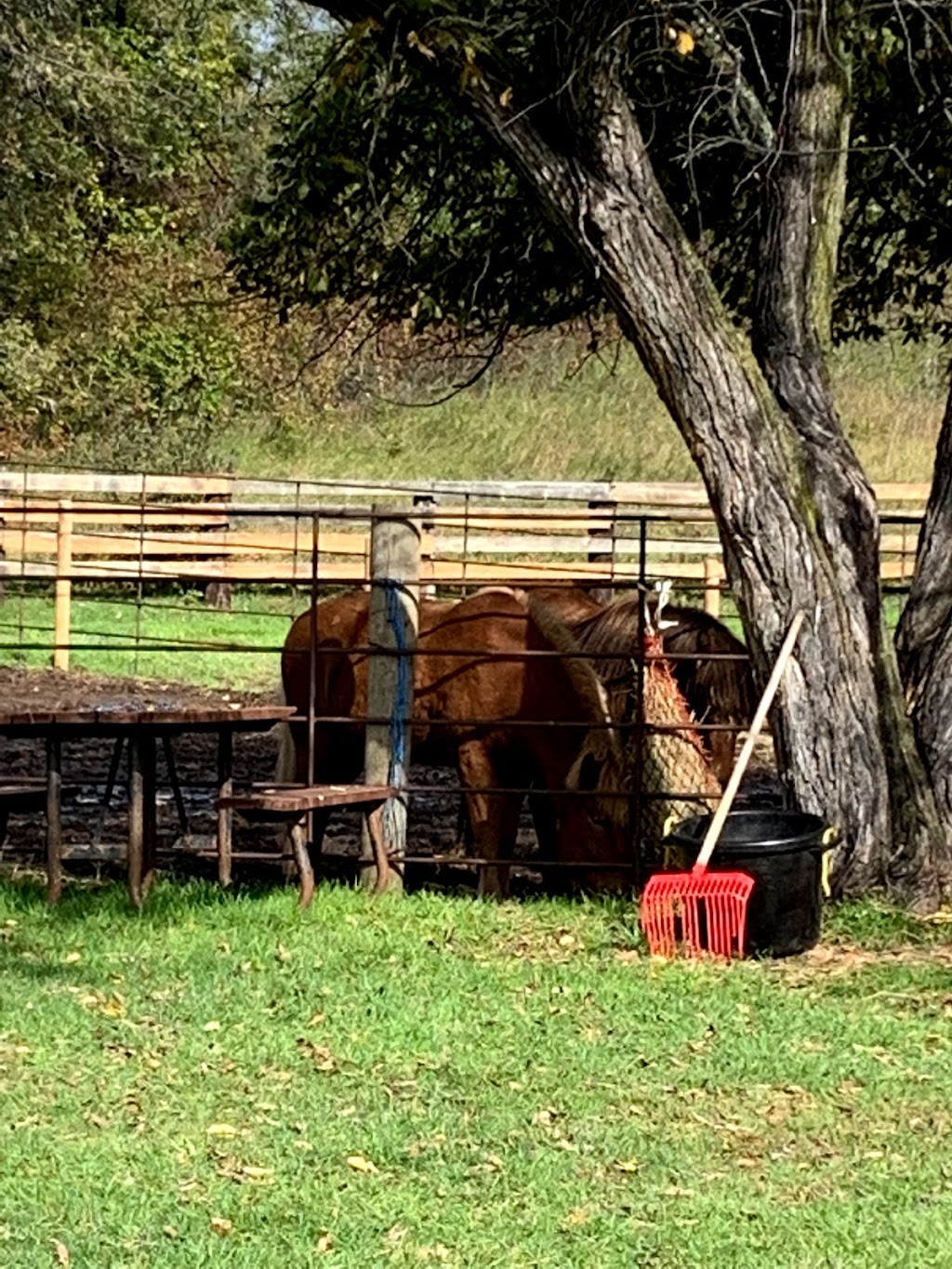 Spruce Woods Equestrian Campground | MB-5, South Cypress, MB R0K 0P0, Canada | Phone: (204) 827-8851