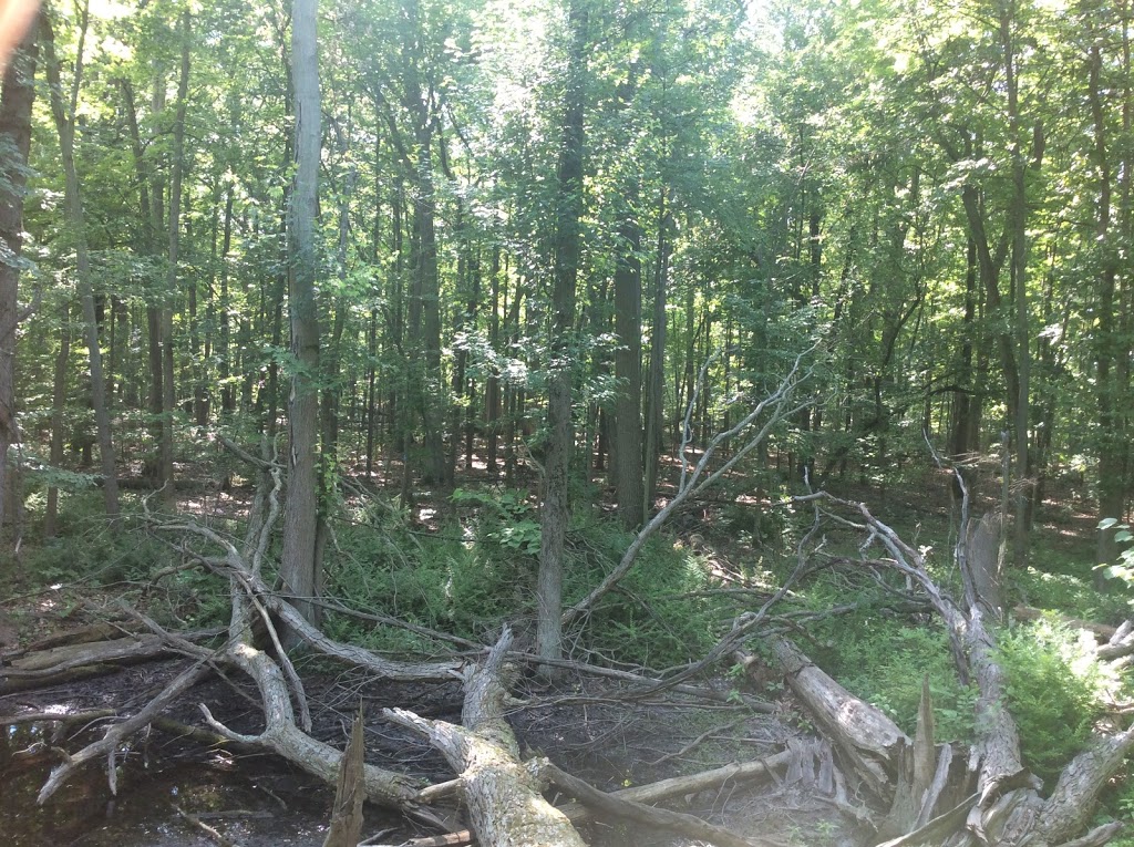Alice Moore Woods Nature Sanctuary | 999 Stratford Rd, St Clair, MI 48079, USA | Phone: (517) 655-5655