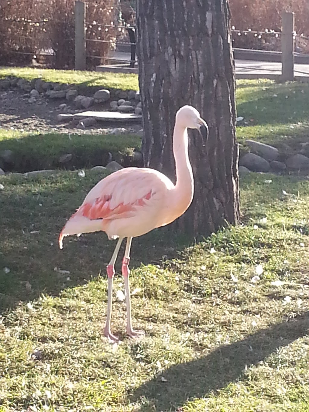 CPA Calgary Zoo - West Lot | 1300 Zoo Rd NE, Calgary, AB T2E 7V6, Canada | Phone: (403) 537-7000