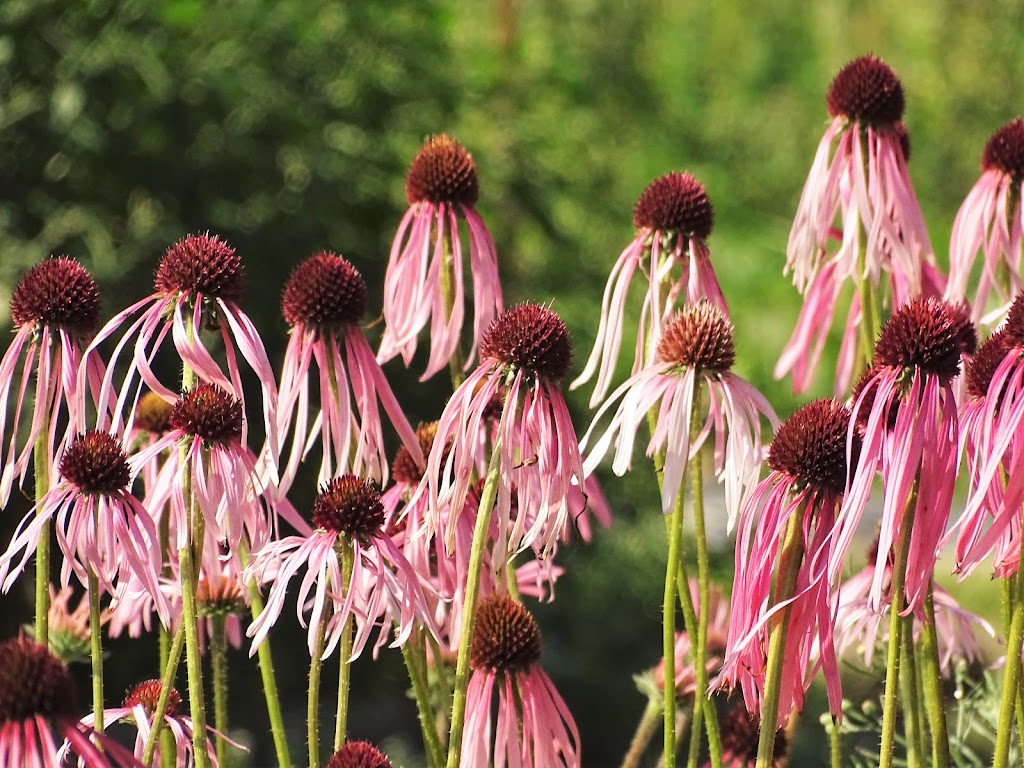 Eco Fleurs 2006 Inc | 1516 Rue du Pont, Saint-Lambert-de-Lauzon, QC G0S 2W0, Canada | Phone: (418) 417-0678
