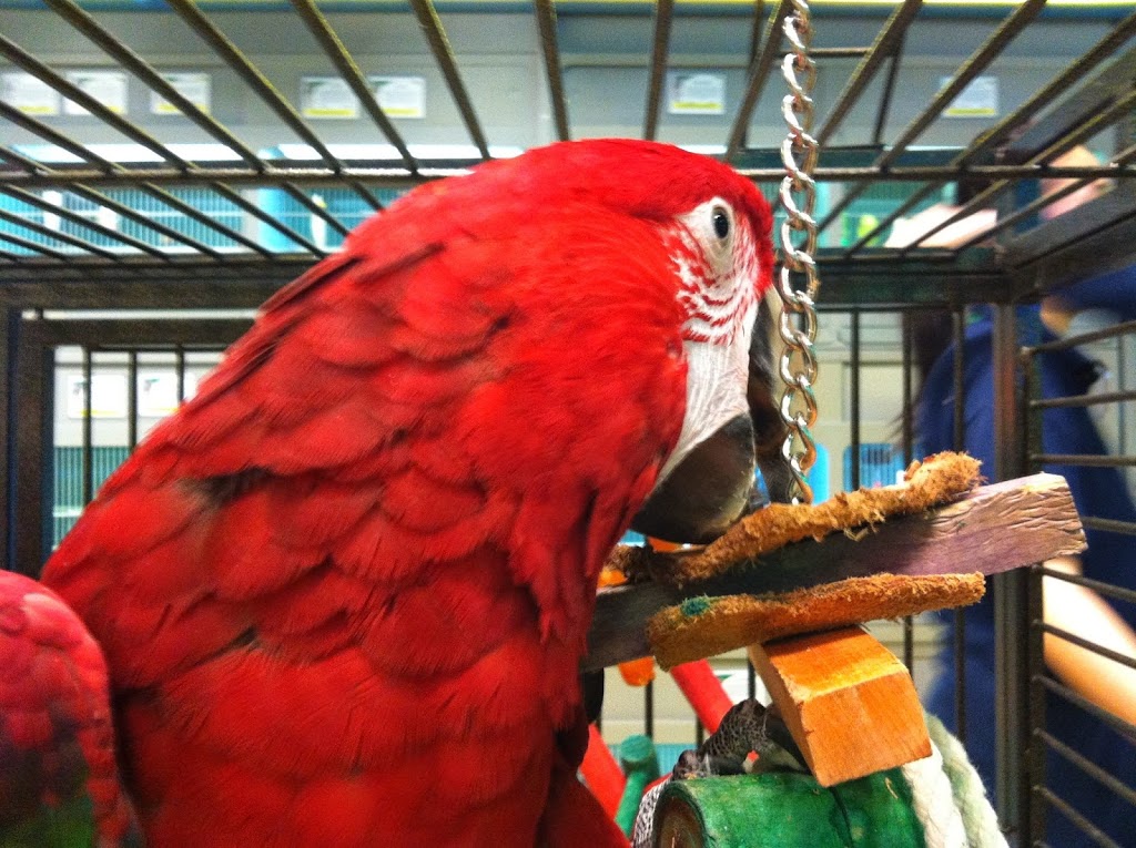 Pet O Pets - Mississauga & Burlington | mississauga, 3092 Mavis Rd, Mississauga, ON L5C 1T8, Canada | Phone: (844) 738-6738