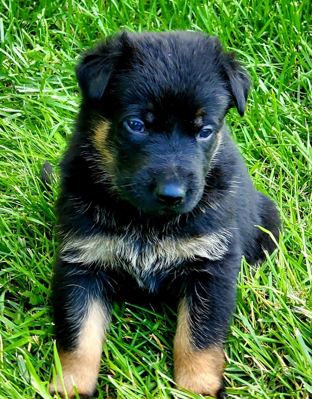 Narrow Lakes German Shepherds | R.R.#1, Richard, SK S0M 2P0, Canada | Phone: (306) 480-8017