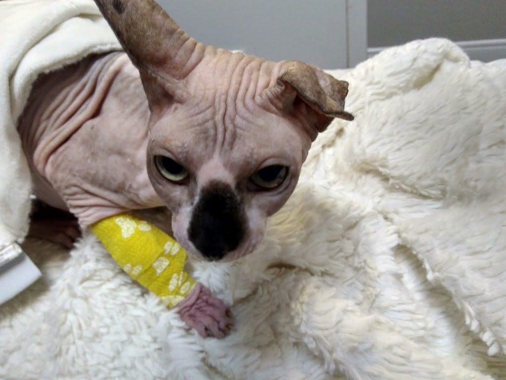 Staples Animal Hospital | 377 Commissioners Rd W, London, ON N6J 1Y4, Canada | Phone: (519) 472-9301