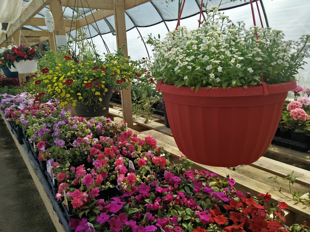Scottys Garden Centre | Hwy 20, Lumsden, SK S0G 3C0, Canada | Phone: (306) 570-2827