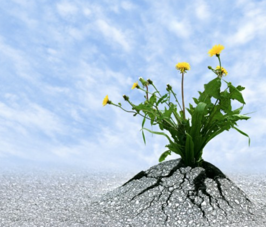 Novii Counselling and Consulting | 8768 206 St, Langley, BC V1M 3X2, Canada | Phone: (604) 785-6577