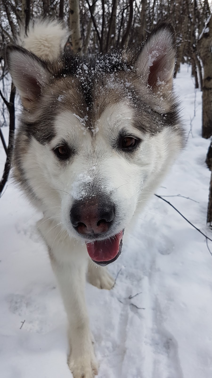 Paw Butler | Range Rd 284, Alberta T1X, Canada, Canada | Phone: (403) 437-8425