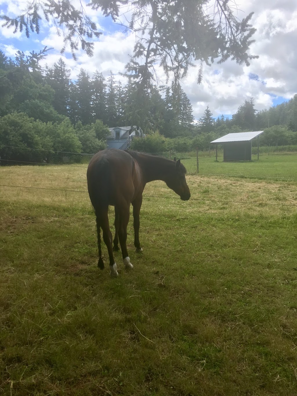 Tantivy Stables | 6224 Central Saanich Rd, Victoria, BC V8Z 5T7, Canada | Phone: (250) 652-9537
