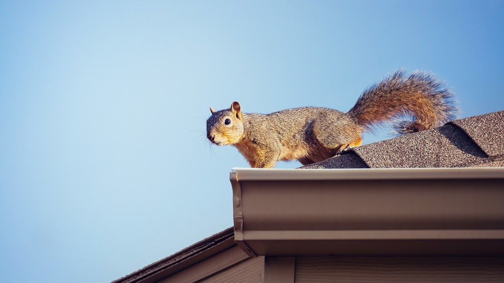 CBC Pest Control and Wildlife | 255-2375 Brimley Rd, Scarborough, ON M1S 3L6, Canada | Phone: (647) 802-8841