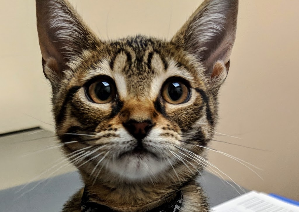 Northshore Veterinary Hospital | 1486 Electric Ave, Bellingham, WA 98229, USA | Phone: (360) 738-6916