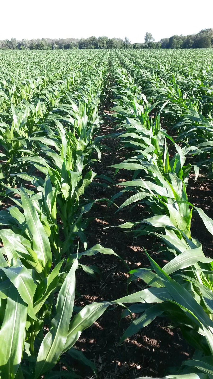 Blaindale Farms Ltd | 1289 Brant County Hwy 54, Caledonia, ON N3W 2G9, Canada | Phone: (905) 765-6583