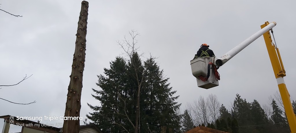 Tree Services | Parkhill Blvd, Hope, BC V0X 1L5, Canada | Phone: (604) 206-1755