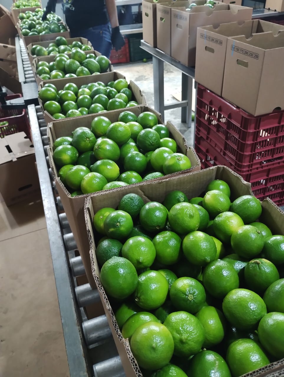 OHMEX PRODUCE | N/A, Vaughan, ON L4K 5H1, Canada | Phone: (647) 765-9477