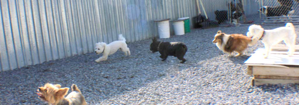 Beds for Tails Country Kennels | 6363 Bank St, Greely, ON K4P 1J3, Canada | Phone: (613) 821-3894