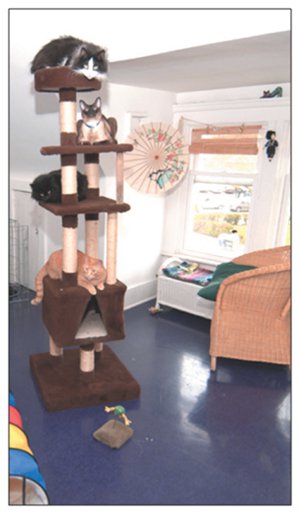 Pet Owners Choice Brands | 2698 Dundas St W, Toronto, ON M6P 1Y2, Canada | Phone: (416) 536-4694