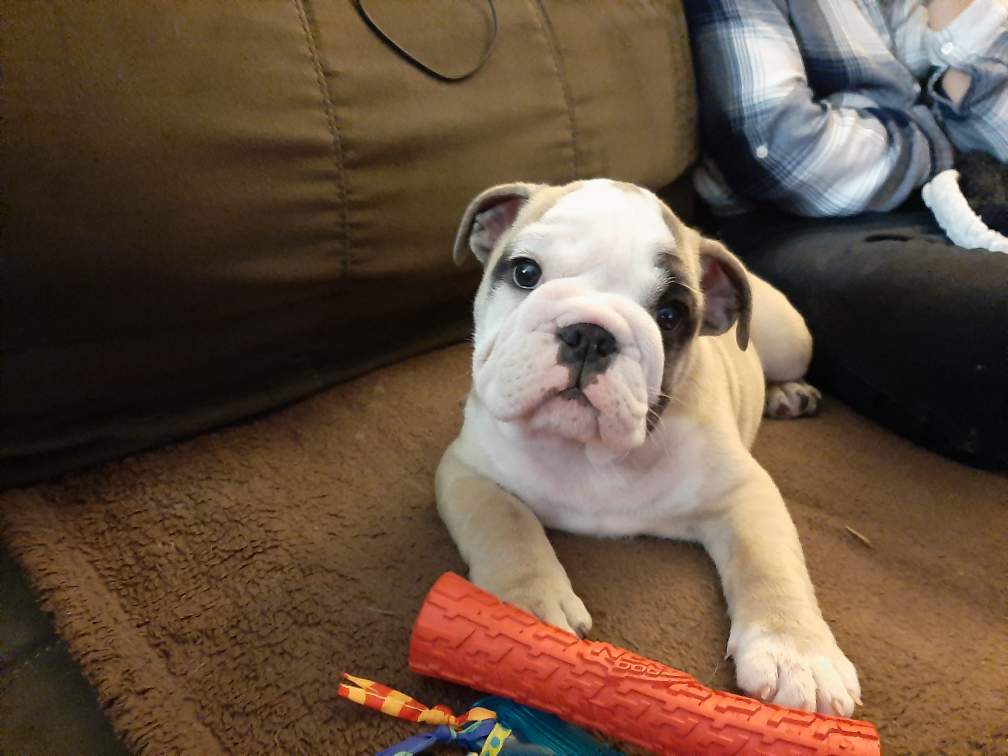 Weldrick Animal Hospital | 9580 Yonge St, Richmond Hill, ON L4C 1V6, Canada | Phone: (905) 237-7387