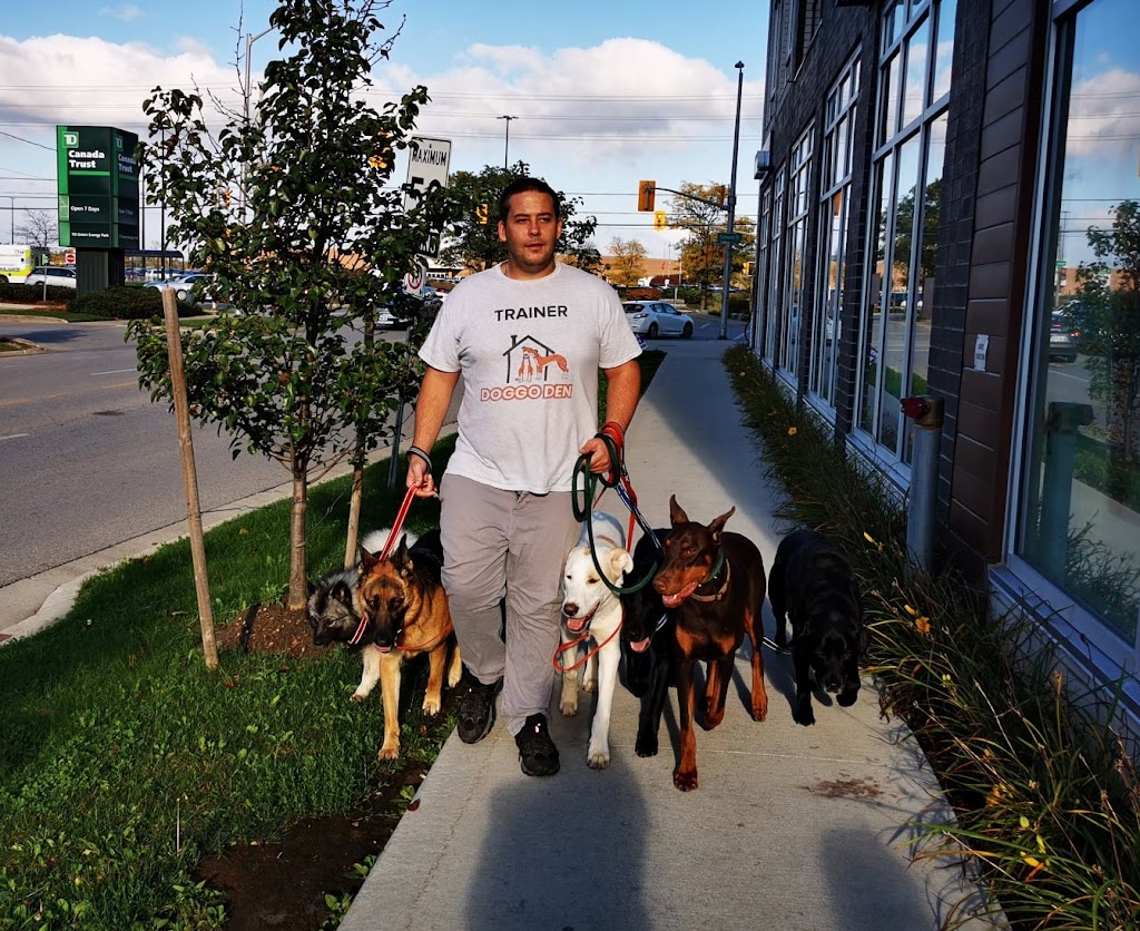 Doggo Den | 20170 Fairview Rd, Thorndale, ON N0M 2P0, Canada | Phone: (647) 774-4997