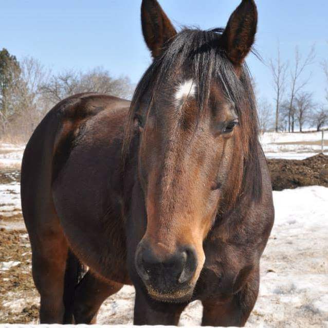 Run 2 You Stables | 1911 Erbs Rd, Baden, ON N3A 3M3, Canada | Phone: (519) 568-1471