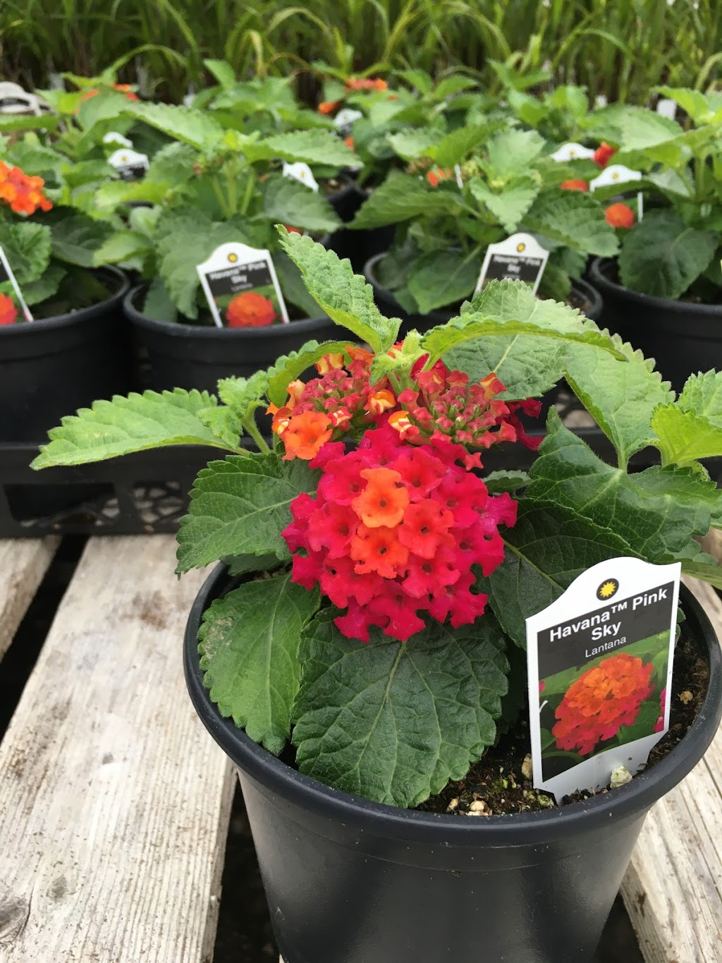 Brooklyn Farms | 5091 Brooklyn St, Berwick, NS B0P 1E0, Canada | Phone: (902) 538-1715