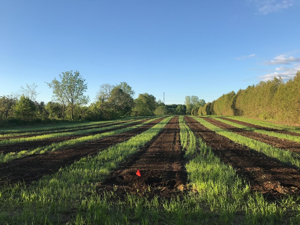 Plaid Shirt Farms Ltd | 225804 Otterville Rd, Otterville, ON N0J 1R0, Canada | Phone: (226) 321-2525