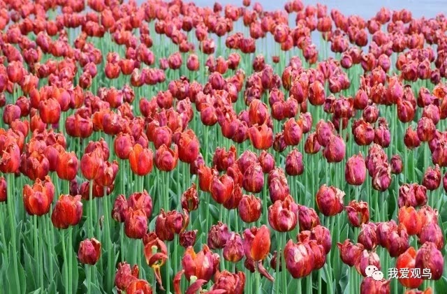 Royal Botanical Gardens - Rock Garden | 1185 York Blvd, Waterdown, ON L0R 2H9, Canada | Phone: (905) 527-1158