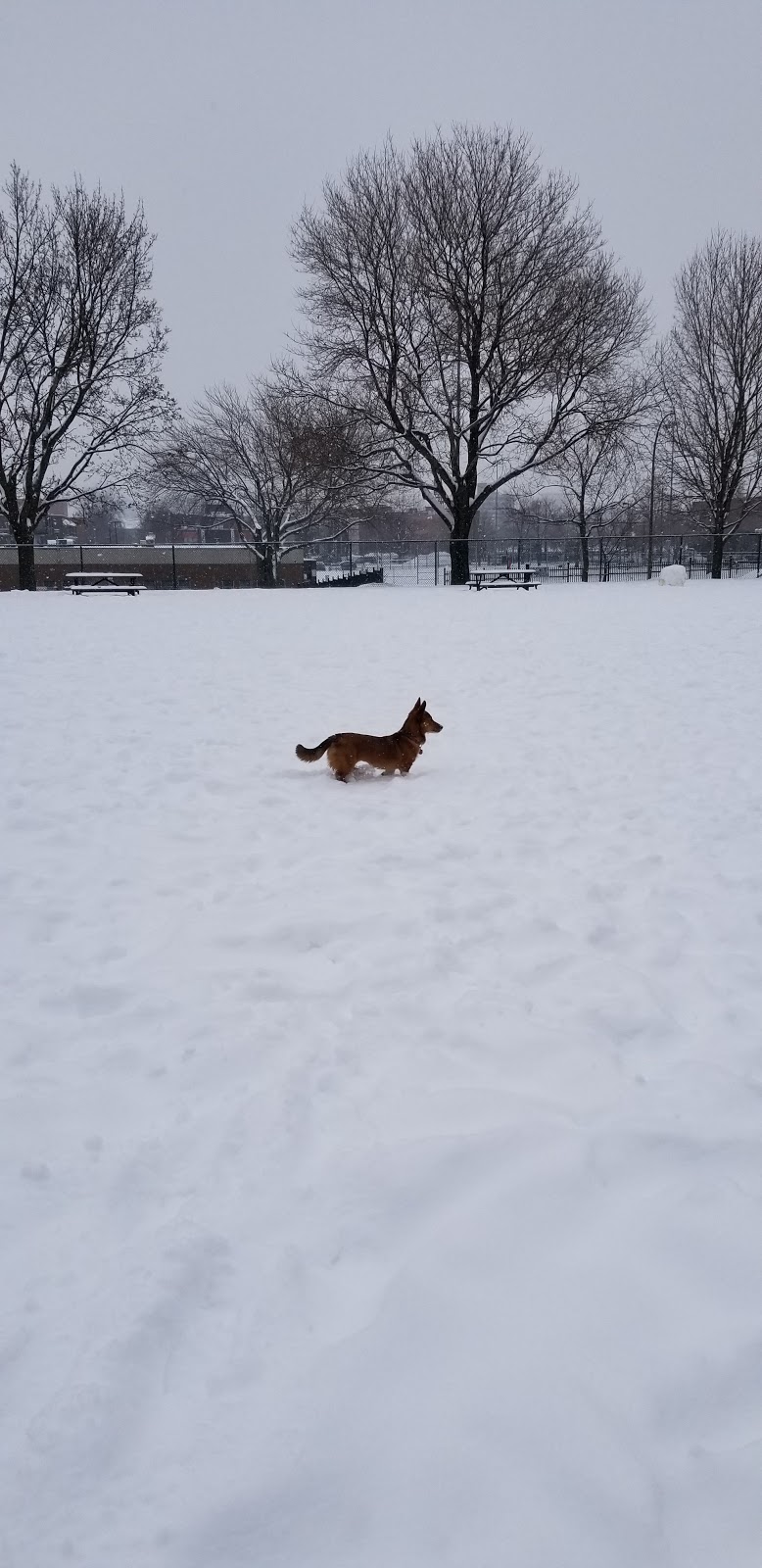 Parc à chiens du parc des Royaux | 2185 Rue Larivière, Montréal, QC H2K 1P5, Canada | Phone: (514) 578-5665