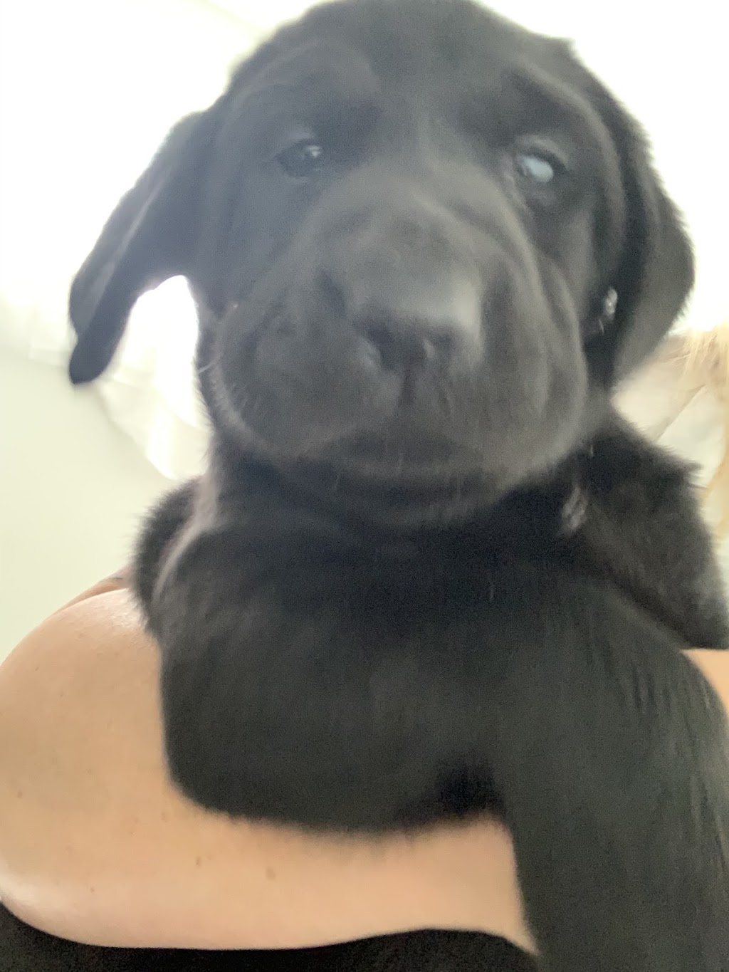 LUVLAB ❤️ LABRADORS | 520 Rang S, Saint-Thomas, QC J0K 3L0, Canada | Phone: (450) 757-2727