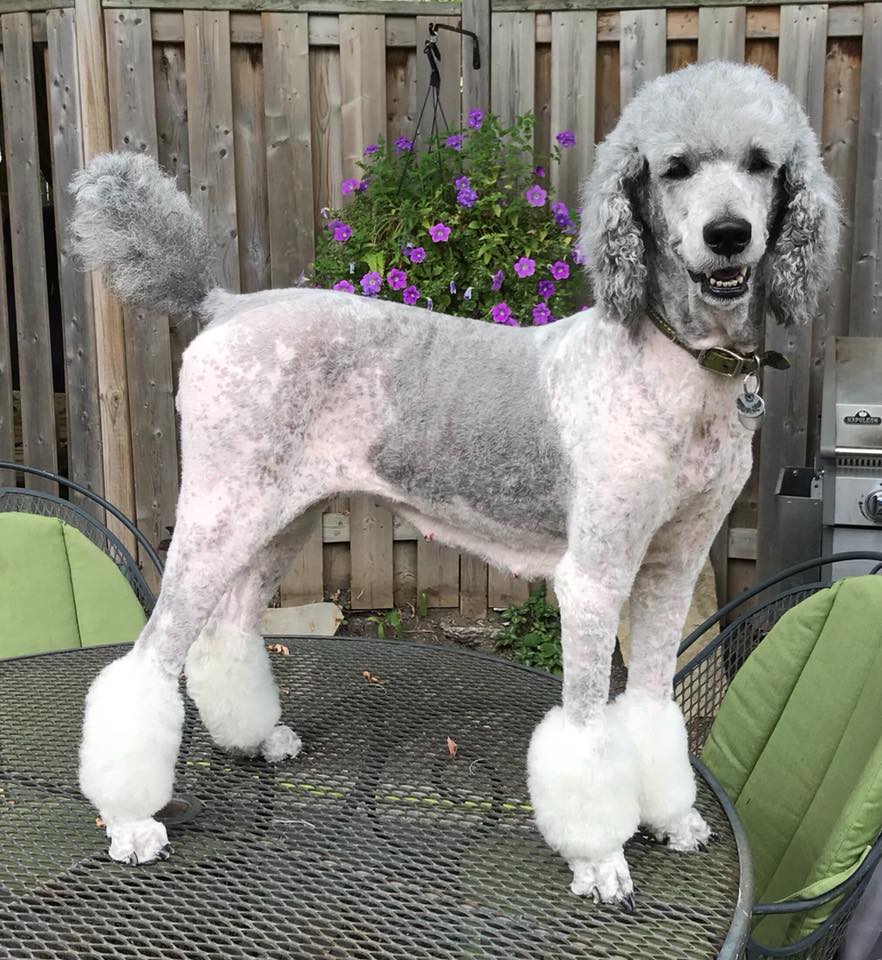 The Country Canine | 12855, Tichborne, ON K0H 2V0, Canada | Phone: (613) 876-4669