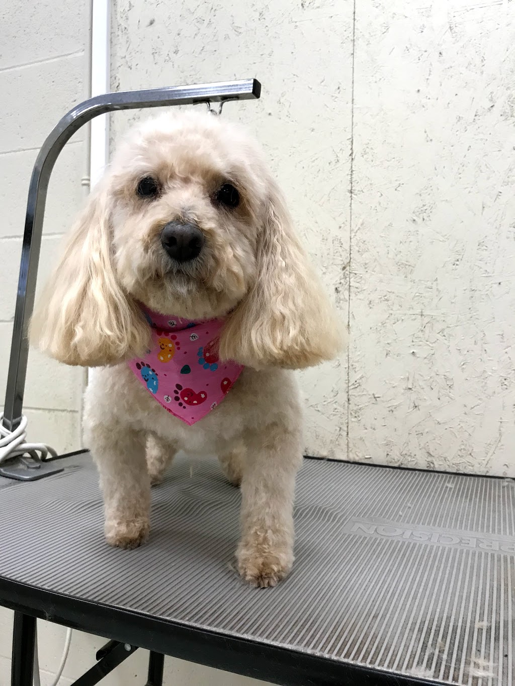 Cuttles Dog Grooming & Boutique Inc | 8099 Weston Rd Unit 26, Woodbridge, ON L4L 0C1, Canada | Phone: (905) 264-6500