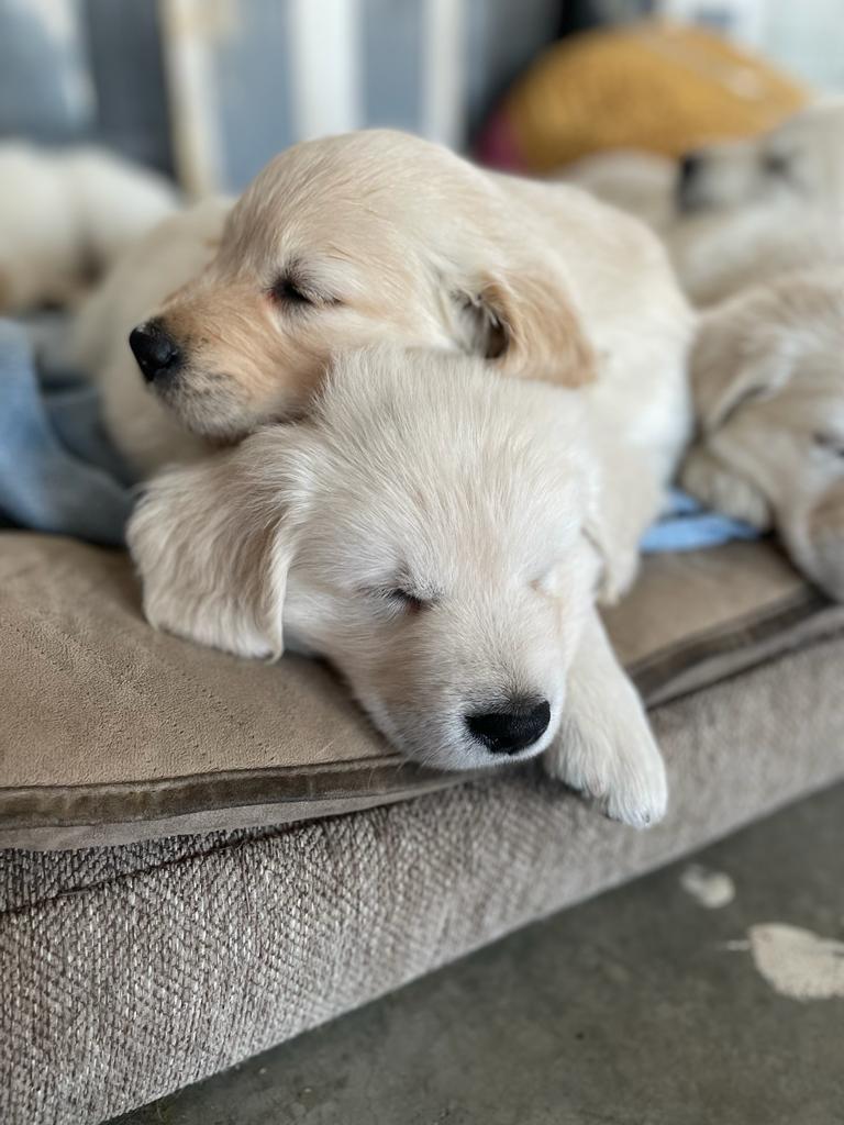 Hearts Of Gold YYC | Golden Retrievers | 244206 84 St NE, Calgary, AB T1Y 7H2, Canada | Phone: (403) 797-1590