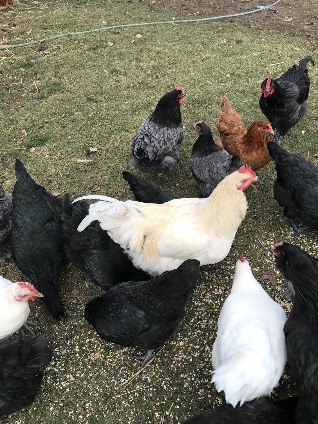 Chickadee Hill Farm | 18249 Shaws Creek Rd, Alton, ON L7K 1L2, Canada | Phone: (519) 350-6411