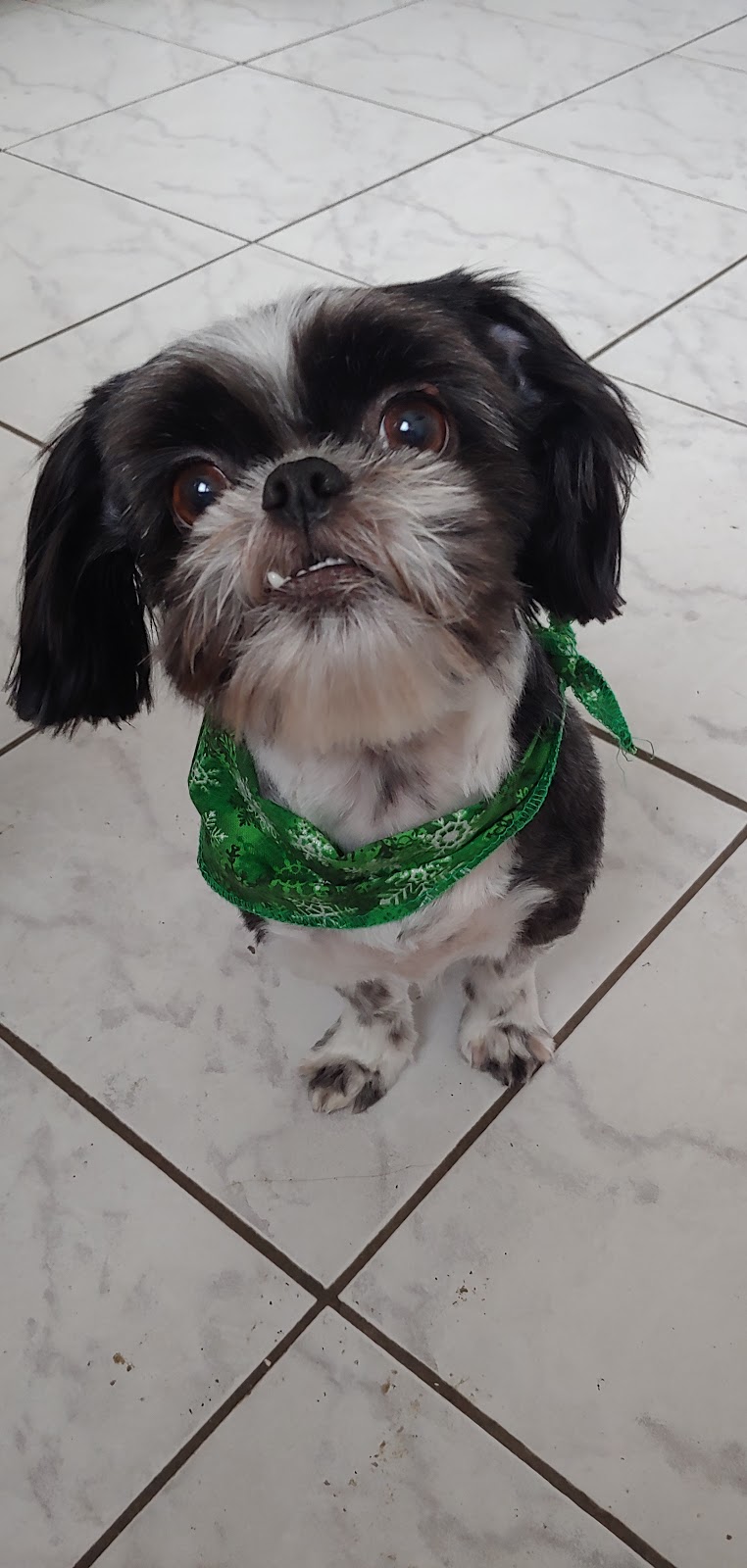 Salon Canin | 1443 Bd Pie-XI S, Québec, QC G3K 1H2, Canada | Phone: (418) 683-1121