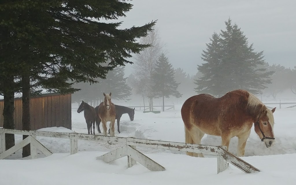 Initiation Aux Chevaux (Pension) | 154 Grand Rang, Saint-Basile, QC G0A, Canada | Phone: (418) 284-4561