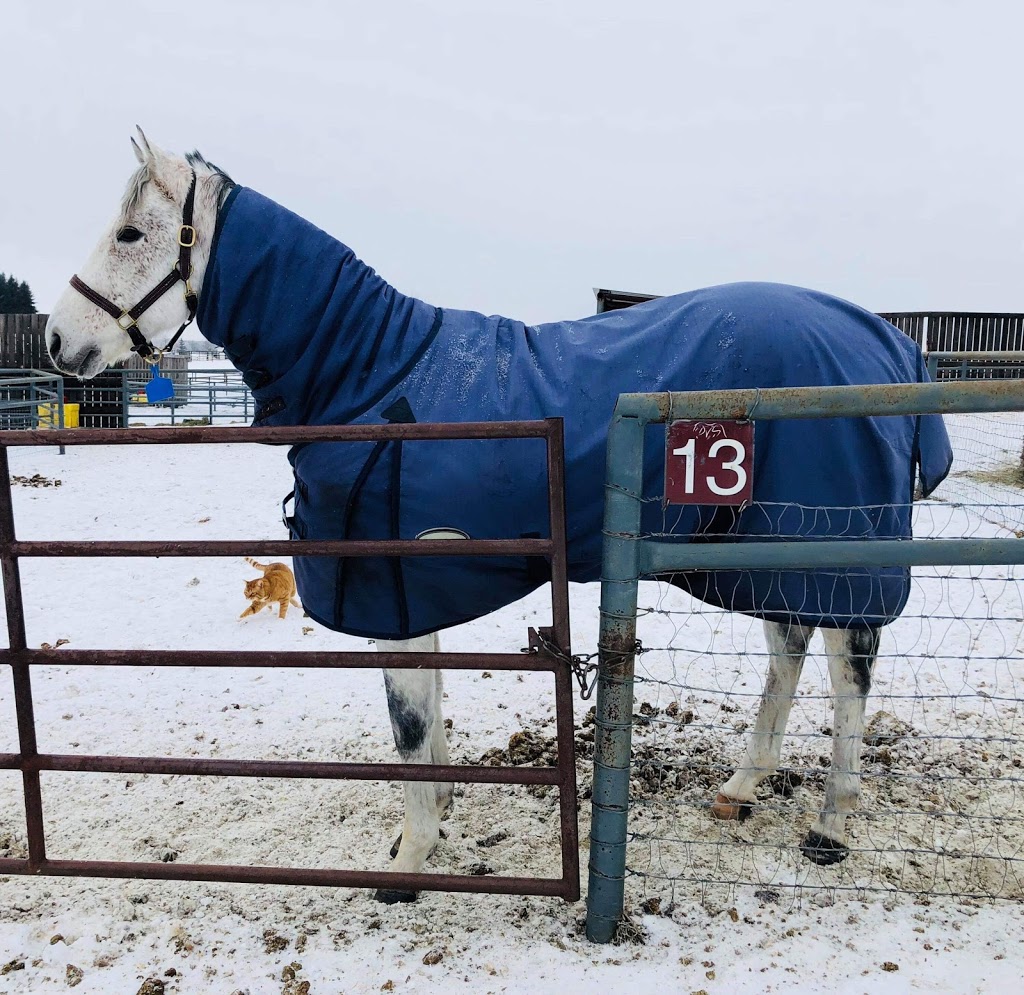 Delaney Veterinary Services | 52218 Range Rd 223, Sherwood Park, AB T8C 1B1, Canada | Phone: (780) 922-3647